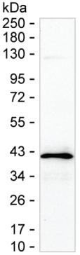 STX17